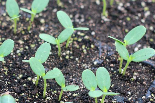 �����硪����ͼ