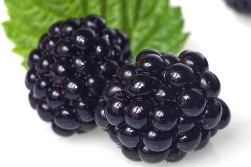 ��ݮ������ͼ