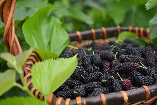 ɣ��������ͼ