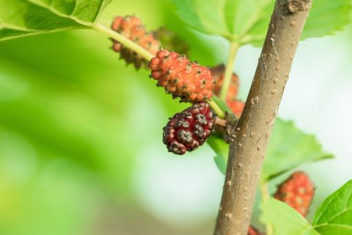 ɣ��������ͼ