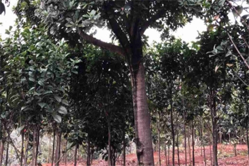 ��÷��-����