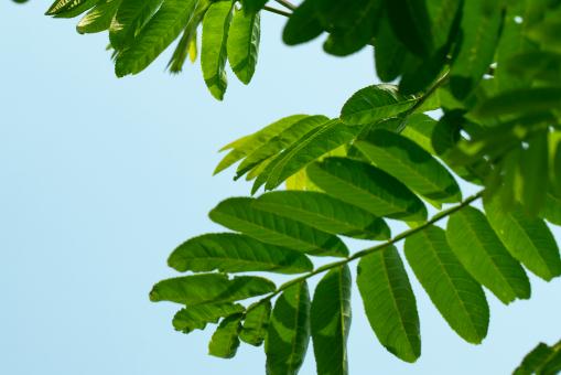 ����������ͼ