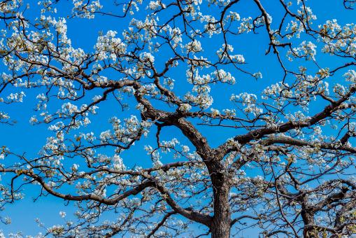 ����������ͼ