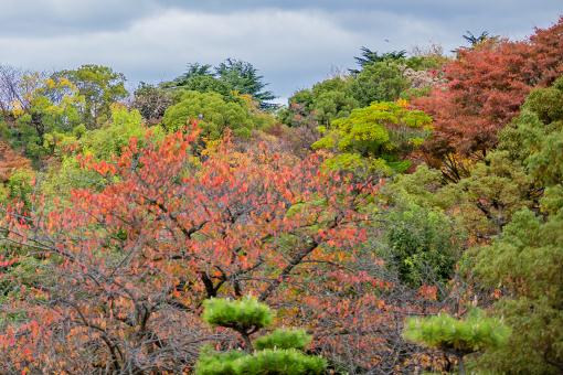 �����ɡ�����ͼ