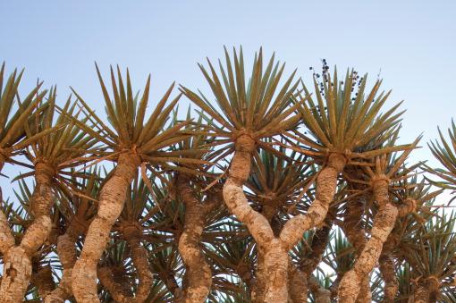 ��Ѫ��������ͼ