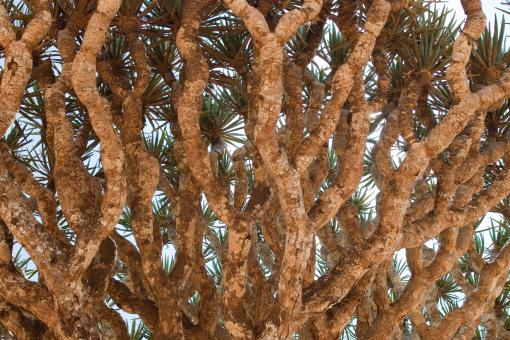 ��Ѫ��������ͼ