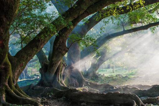 ����������ͼ