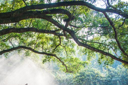 ����������ͼ