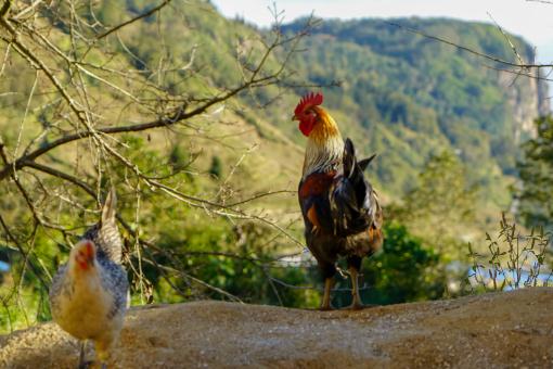 �軨��������ͼ