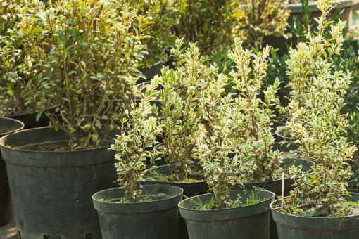 ������������ͼ