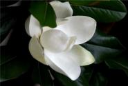 ӻֳӦעЩ
