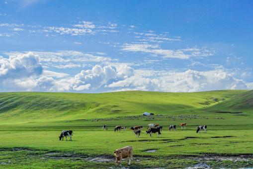 疯牛病——摄图