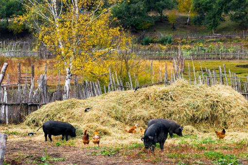 养猪场——摄图