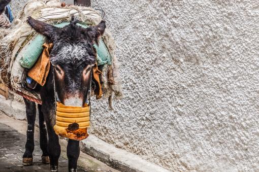 骡子——摄图