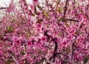 “长寿之神”桃花一般什么时候开花?几月份开始凋谢?