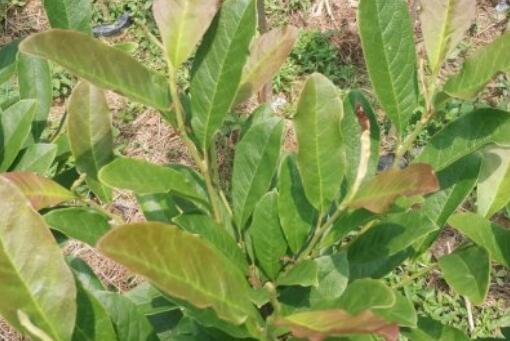 紫玉兰——自制