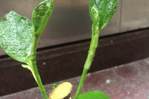 紫玉兰——自制