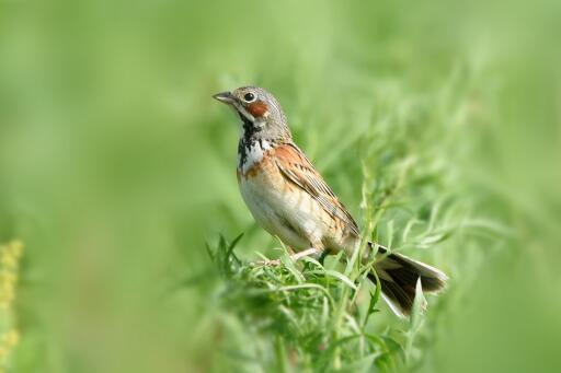 百灵鸟——摄图