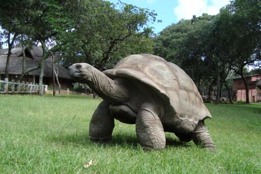 巴西龟——摄图