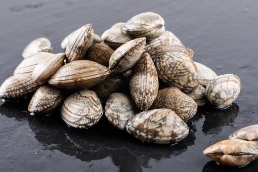 花蛤什么时候最肥-摄图网