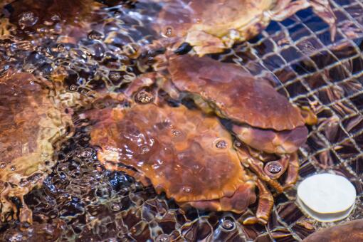 海蟹什么时候有黄-摄图网