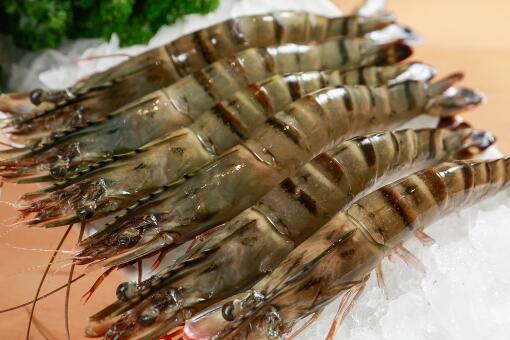 竹节虾是河虾还是海虾-摄图网