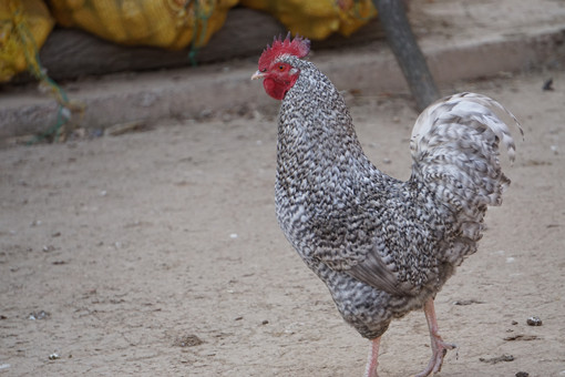 芦花鸡——摄图