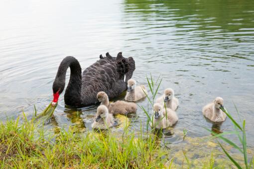 鹅吃什么草长得快-摄图网