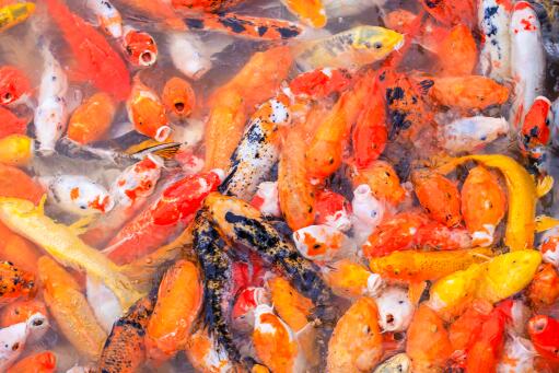 锦鲤用什么水养不会死-摄图网