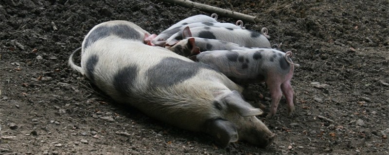 母猪人工配种最佳时期