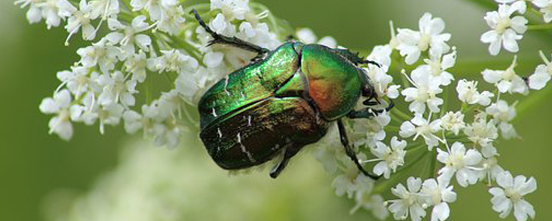 金龟子用什么药绝杀