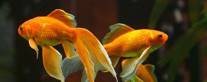 金鱼养殖方法