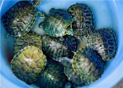 小乌龟