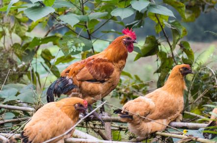 养鸡病害防治方法