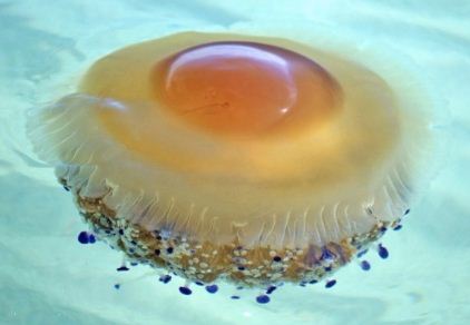 蛋黄水母外形