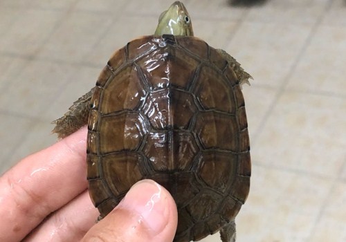 黄喉拟水龟养殖环境