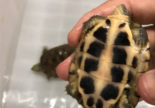 黄喉拟水龟能长多大