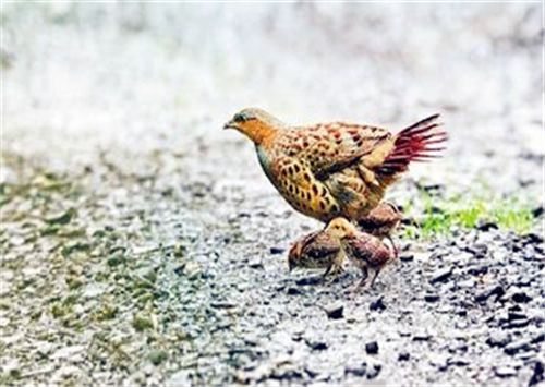 竹鸡是二级保护动物吗