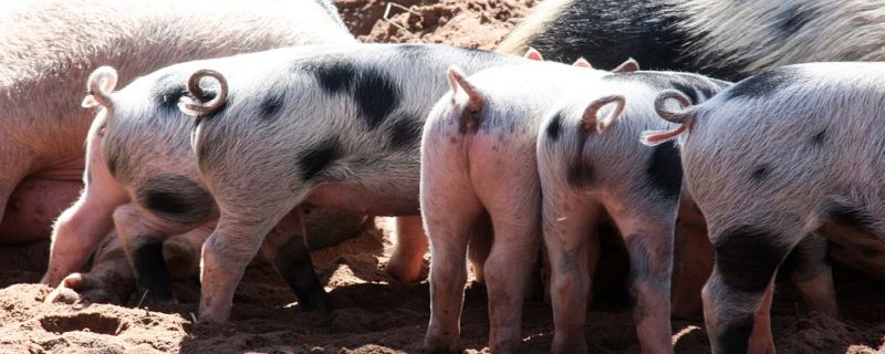 小猪的卷曲尾巴