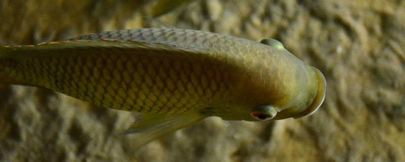 浅水区域里的鲈鱼