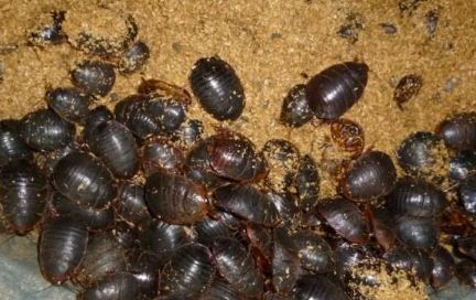 人工养殖蟑螂的技术