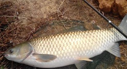 钓草鱼饵料配方