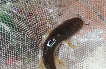 鲶鱼养殖管理措施