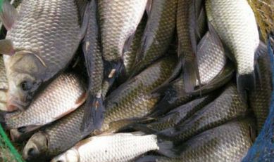 钓鲫鱼有什么技巧