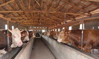 肉牛养殖注意事项