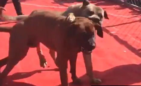 土佐犬多少钱一只