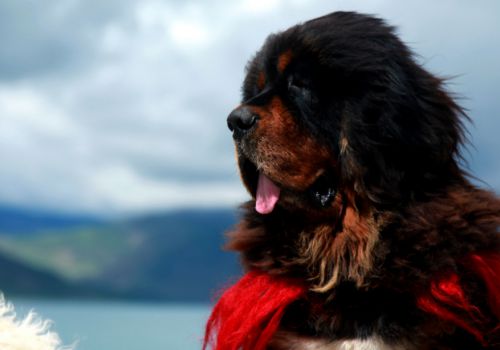 威风的成年藏獒