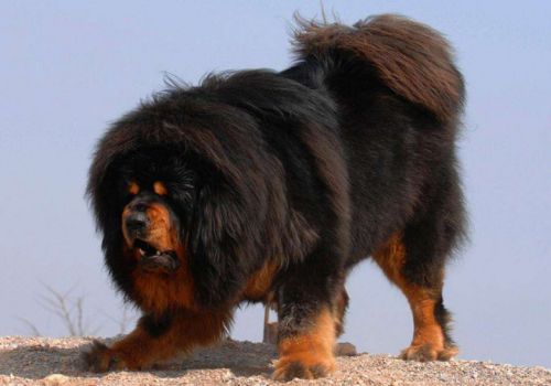 强壮的藏獒成犬