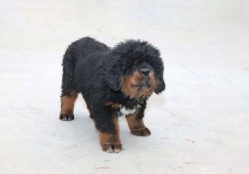 可爱的藏獒幼犬