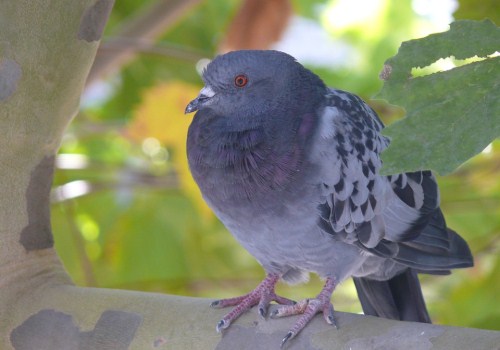 怎么才能养好鸽子